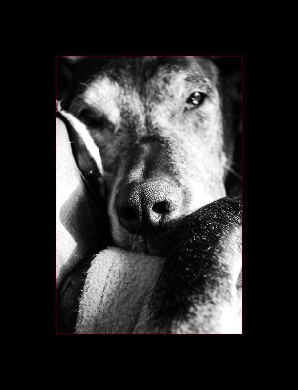 Black Great Dane Lilli 